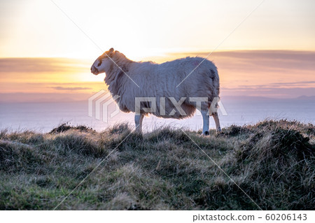 Sheep enjoying the sunset at the Slieve League cliffs in County Donegal, Ireland Sheep enjoying the sunset at the Slieve League cliffs in County Donegal, Ireland 60206143