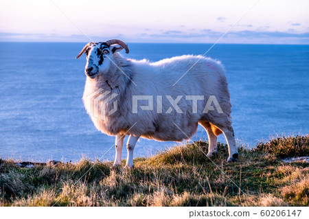 Sheep enjoying the sunset at the Slieve League cliffs in County Donegal, Ireland 60206147