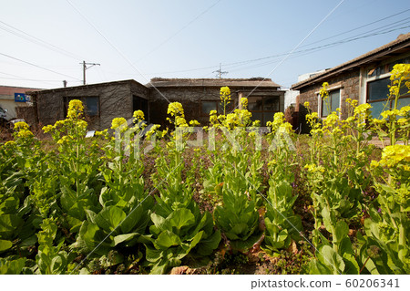 濟州島,龍屋,空屋,油菜花 濟州島,龍屋,空屋,油菜花 60206341