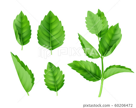 Mint leaves. Menthol spearmint fresh smell nature product vector realistic template Mint leaves. Menthol spearmint fresh smell nature product vector realistic template 60206472