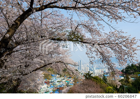 Cherry Blossoms in springtime in korean 60206847