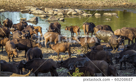African buffalo in Kruger National park, South African buffalo in Kruger National park, South 60208687