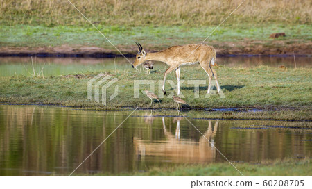 Bohor reedbuck in Kruger National park, South Bohor reedbuck in Kruger National park, South 60208705