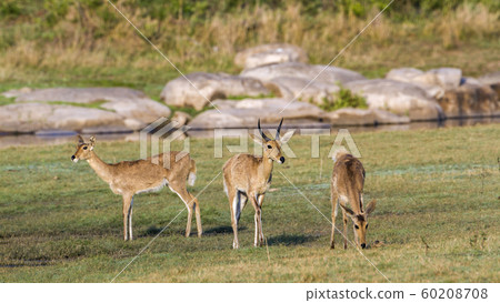 Bohor reedbuck in Kruger National park, South Bohor reedbuck in Kruger National park, South 60208708