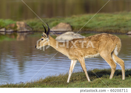 Bohor reedbuck in Kruger National park, South 60208711