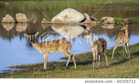 Bohor reedbuck in Kruger National park, South 60208712