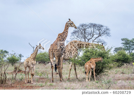 Giraffe in Kruger National park, South Africa Giraffe in Kruger National park, South Africa 60208729