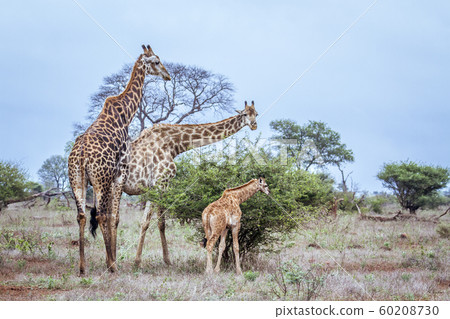 Giraffe in Kruger National park, South Africa 60208730