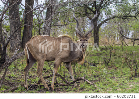Greater kudu in Kruger National park, South Africa Greater kudu in Kruger National park, South Africa 60208731