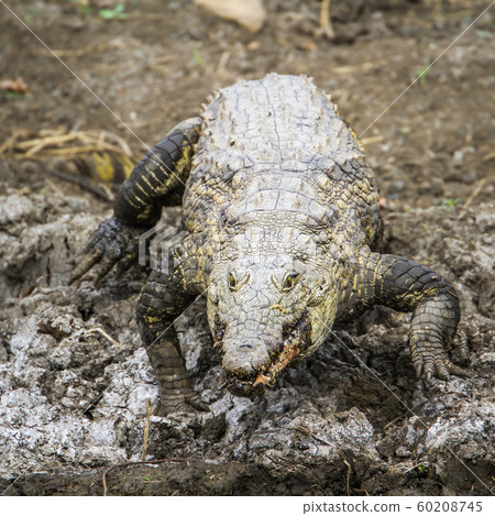 Nile crocodile in Kruger National park, South 60208745