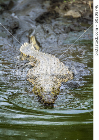 Nile crocodile in Kruger National park, South 60208746