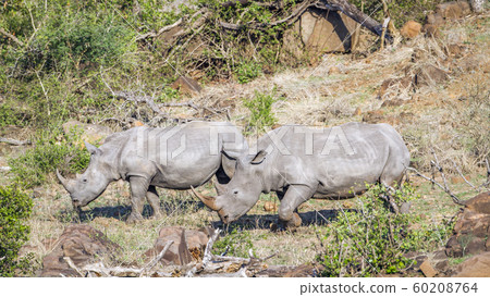Southern white rhinoceros in Kruger National park, 60208764