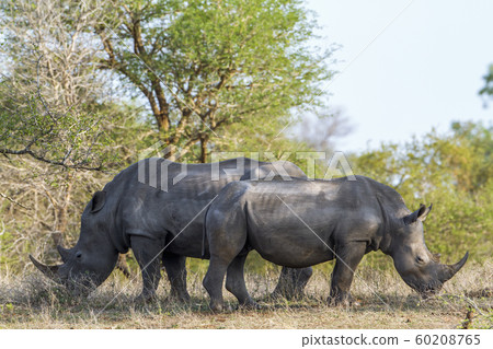 Southern white rhinoceros in Kruger National park, 60208765