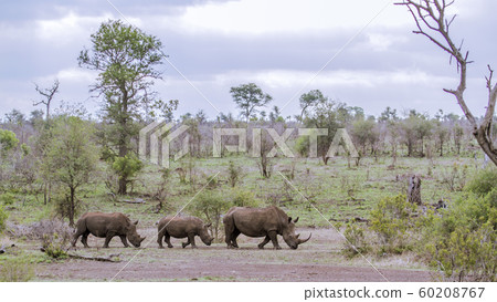 Southern white rhinoceros in Kruger National park, Southern white rhinoceros in Kruger National park, 60208767