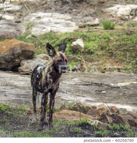African wild dog in Kruger National park, South African wild dog in Kruger National park, South 60208780