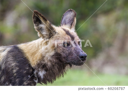 African wild dog in Kruger National park, South 60208787