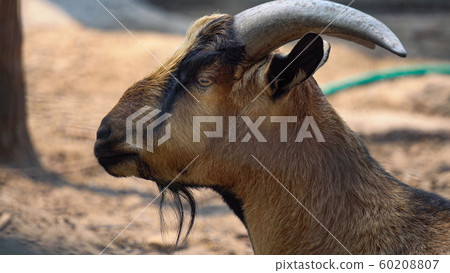 Goat close up in the zoo thailand Goat close up in the zoo thailand 60208807