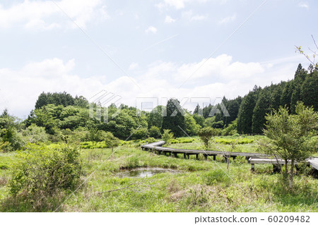 Oda Fusa Mire 60209482