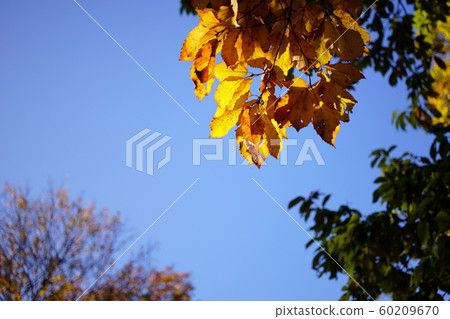 黃葉 60209670