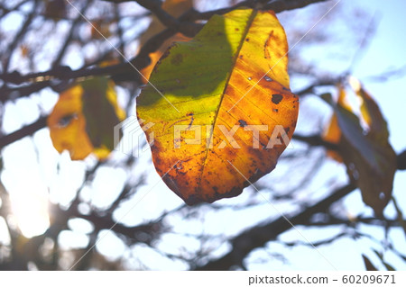 Dead leaves 60209671