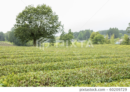 Tea plantation (early summer) Tea plantation (early summer) 60209729