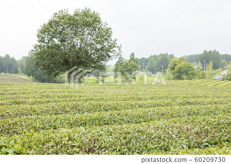 Tea plantation (early summer) Tea plantation (early summer) 60209730