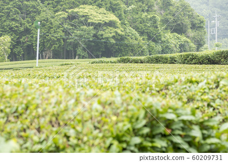 Tea plantation (early summer) Tea plantation (early summer) 60209731