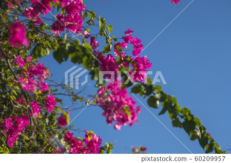 Beautiful pink flowers that grow on a tree with blue sky on the background. 60209957