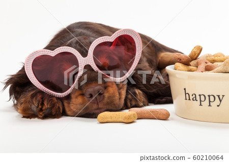 Cute Happy Puppy Dog Wearing Heart Shaped Sunglasses Cute Happy Puppy Dog Wearing Heart Shaped Sunglasses 60210064