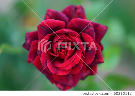 Beeffer's Rose Beeffer's Rose 60210112