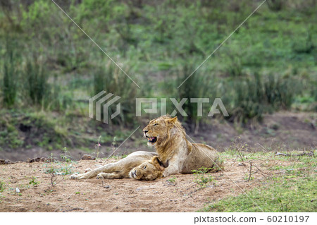 Lion in Kruger National park, South Africa 60210197