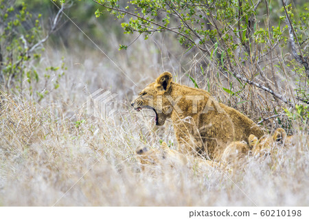 Lion in Kruger National park, South Africa Lion in Kruger National park, South Africa 60210198