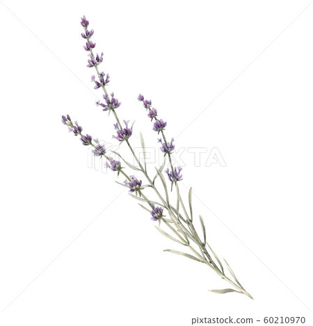 Beautiful watercolor floral bouquet with isolated lavanda flowers. Stock illustration. Beautiful watercolor floral bouquet with isolated lavanda flowers. Stock illustration. 60210970