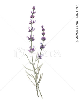 Beautiful watercolor floral bouquet with isolated lavanda flowers. Stock illustration. Beautiful watercolor floral bouquet with isolated lavanda flowers. Stock illustration. 60210973