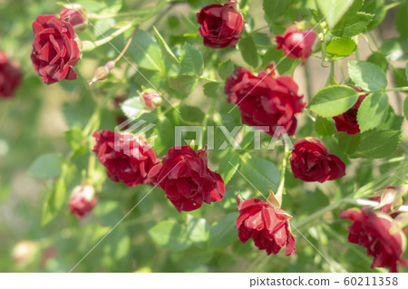 Small red roses Small red roses 60211358