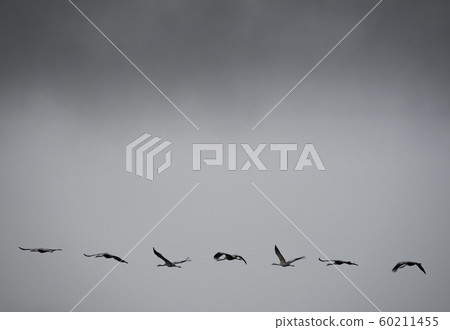 Cranes flying under the storm, profile view 60211455