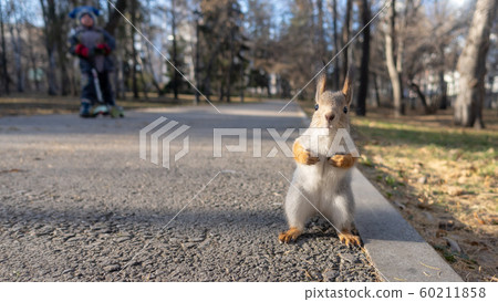 Squirrel stands on its hind legs in autumn park 60211858