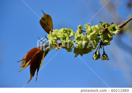 Clothed yellow cherry blossom 190413pa3: 34 60211869
