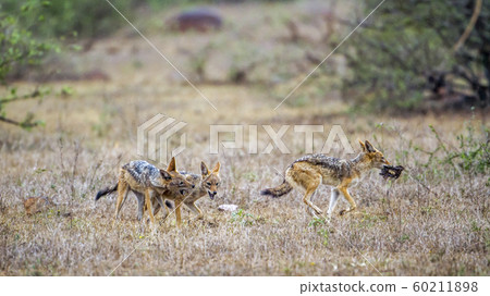 Black-backed jackal in Kruger National park, South 60211898