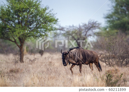Blue wildebeest in Kruger National park, South 60211899