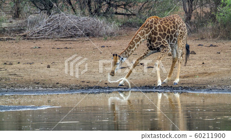 Giraffe in Kruger National park, South Africa 60211900