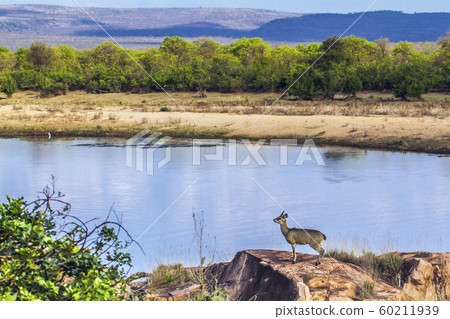 Klipspringer in Kruger National park, South Africa Klipspringer in Kruger National park, South Africa 60211939