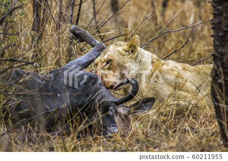 Lioness in Kruger National park, South Africa 60211955
