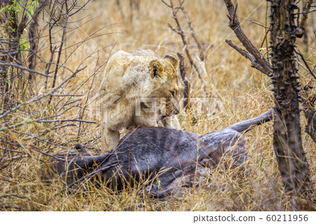Lioness in Kruger National park, South Africa 60211956