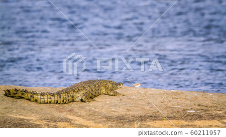 Nile crocodile in Kruger National park, South 60211957