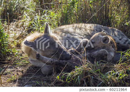Spotted hyaena in Kruger National park, South 60211964