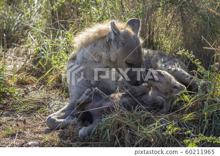 Spotted hyaena in Kruger National park, South 60211965