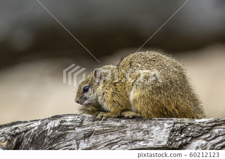 Smith bush squirrel in Kruger National park, Smith bush squirrel in Kruger National park, 60212123