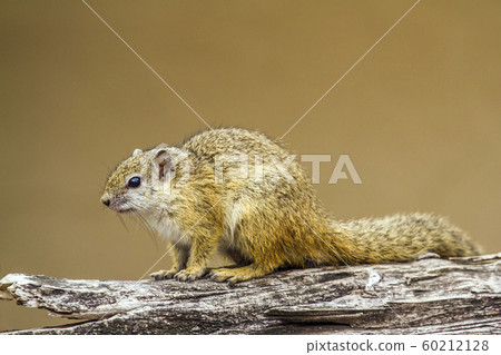Smith bush squirrel in Kruger National park, Smith bush squirrel in Kruger National park, 60212128