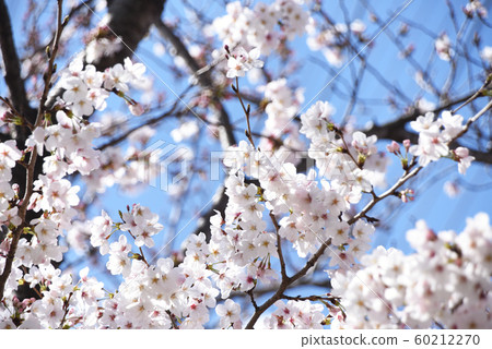 Cherry Blossoms	 60212270